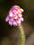  A009520croofm